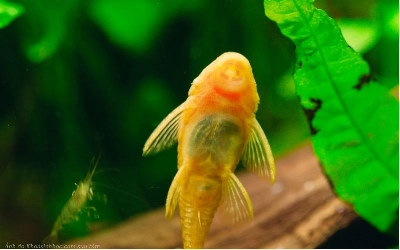 hình ảnh cá tỳ bà vàng hd