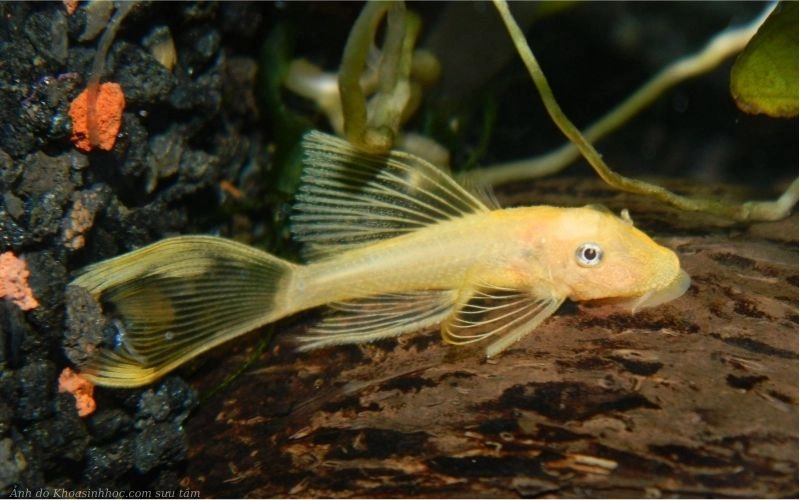 hình cá tỳ bà vàng đẹp