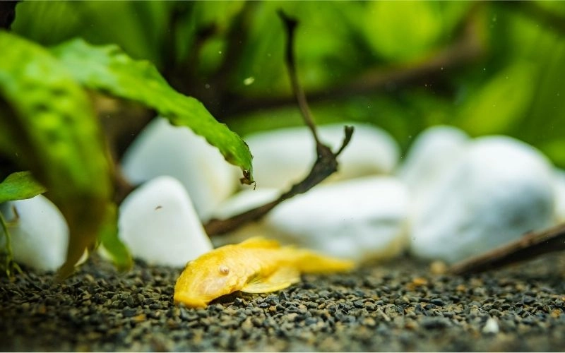 Cá Tỳ Bà Vàng đẹp nhất