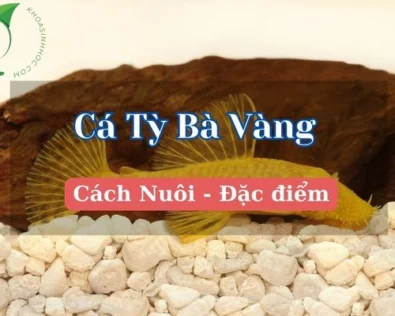 Cá tỳ bà vàng giá bao nhiêu?Thức ăn, cách nuôi chi tiết nhất