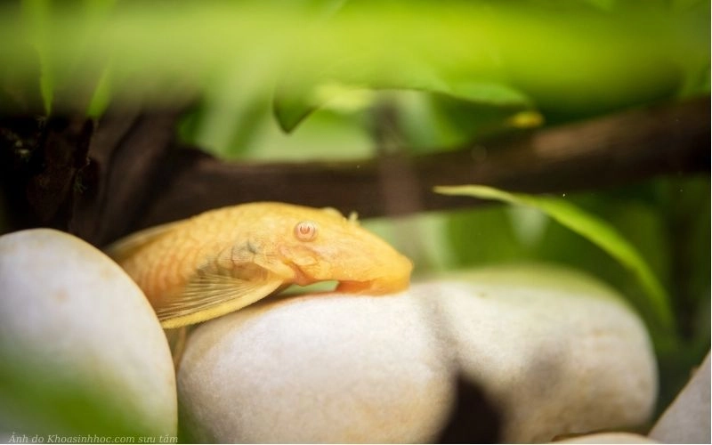 hình cá tỳ bà vàng mới nhất