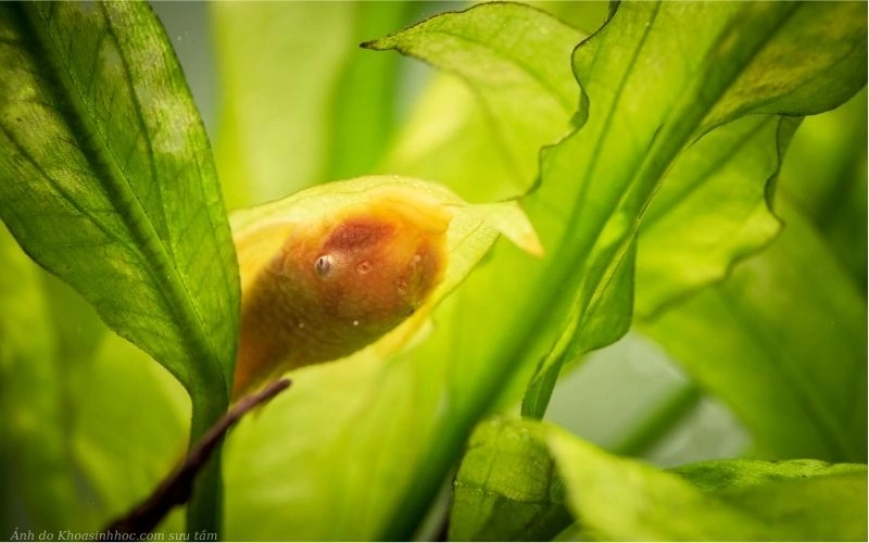 Cá Tỳ Bà Vàng đẹp