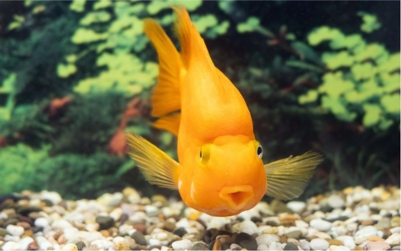 Cá vàng ba đuôi đẹp mắt