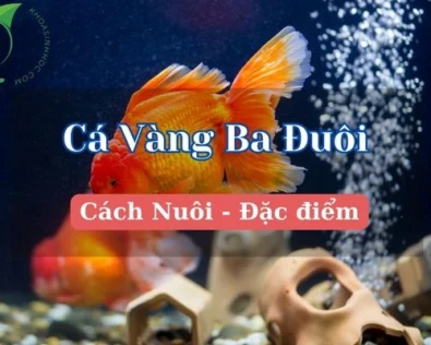 Cá vàng ba đuôi giá bao nhiêu? Cách nuôi và chăm sóc chuẩn