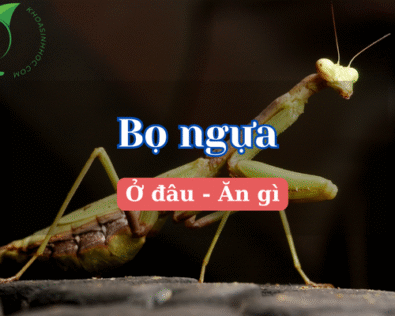 Các loài bọ ngựa ở Việt Nam ấn tượng và phổ biến nhất