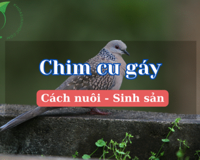 Hé lộ cách nuôi chim cu gáy hót hay, sinh sản khỏe