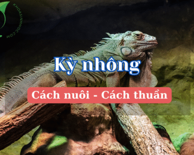 Cách nuôi kỳ nhông tại nhà hiệu quả cho người mới bắt đầu