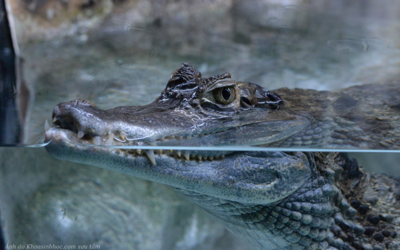 Cân nặng và kích thước của các loài cá sấu caiman