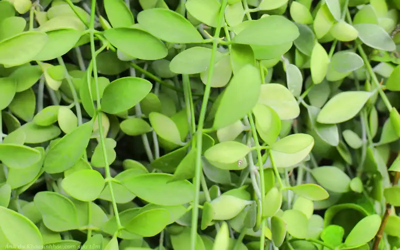 Ý nghĩa phong thủy sâu sắc của Cây Đô La