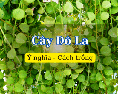 Cây Đô La: Biểu tượng tài lộc và sức sống xanh