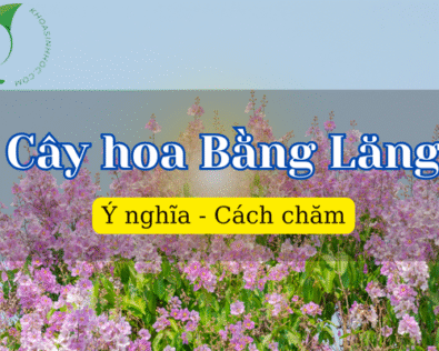Cây hoa Bằng Lăng: Ý nghĩa phong thủy và cách trồng hiệu quả