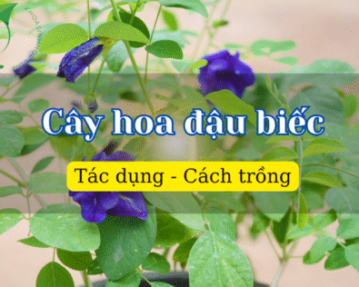 Cây hoa đậu biếc – Công dụng, ý nghĩa và cách trồng hiệu quả