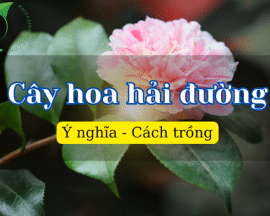 Cây hoa hải đường – Loài hoa may mắn trong phong thủy Việt