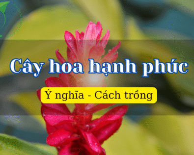 Cây hoa hạnh phúc: Biểu tượng của may mắn và an yên