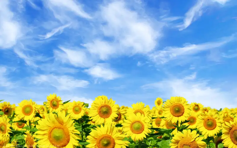 Hướng dẫn chi tiết cách trồng cây hoa hướng dương