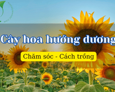 Cây hoa hướng dương: Ý nghĩa, đặc điểm & cách trồng chuẩn