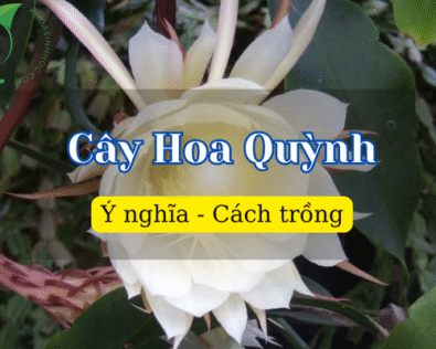 Cây hoa quỳnh: Biểu tượng tinh khôi và vẻ đẹp đêm huyền bí