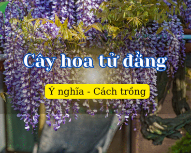 Cây hoa tử đằng – Vẻ đẹp huyền thoại giữa đời thực