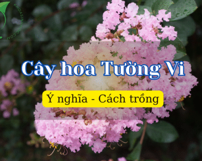Cây hoa tường vi: Ý nghĩa và cách chăm sóc hiệu quả