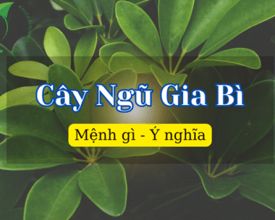 Cây Ngũ Gia Bì có mấy loại? Đặc điểm và cách phân loại