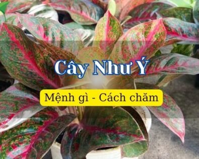 Cây Như Ý hợp mệnh gì? Cách chăm sóc chuẩn phong thủy