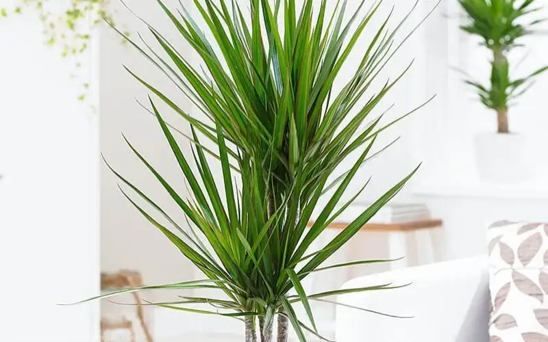Lợi ích tuyệt vời của Cây Phất Dụ