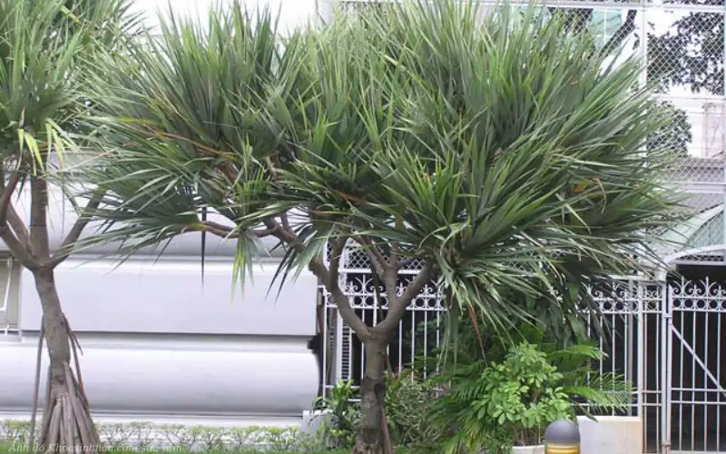Khắc phục các vấn đề thường gặp khi trồng Cây Phất Dụ