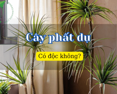 Cây phất dụ có độc không? Ý nghĩa và cách chăm đúng chuẩn
