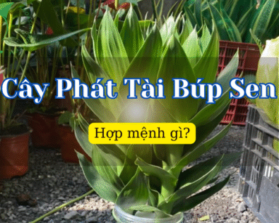 Cây Phát Tài Búp Sen hợp mệnh gì? Cách chăm sóc ra sao?