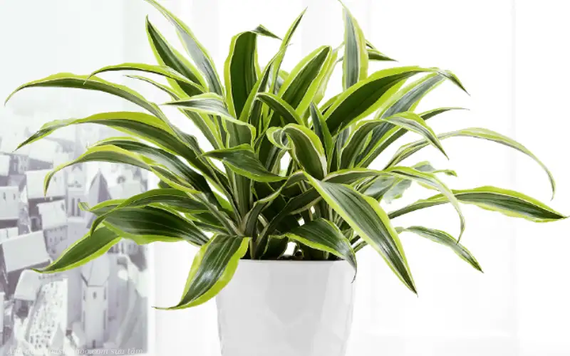 Giới thiệu tổng quan về Cây Phát Tài Mỹ