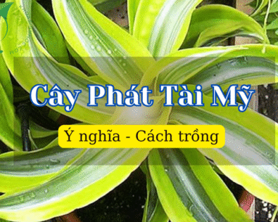 Cây Phát Tài Mỹ: Ý nghĩa phong thủy & cách trồng chuẩn