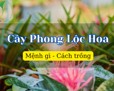 Cây Phong Lộc Hoa có ý nghĩa gì? Cách trồng và chăm sóc