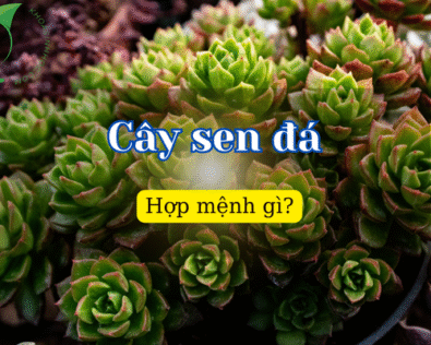 Cây sen đá hợp mệnh gì? Chọn đúng để hút tài lộc