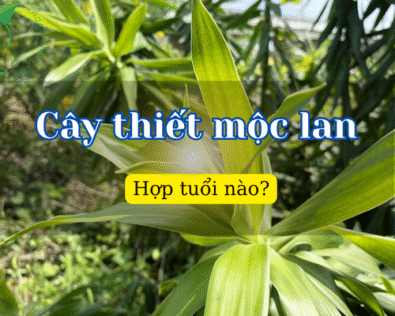 Cây thiết mộc lan hợp tuổi nào? Chọn đúng để hút lộc vẹn toàn