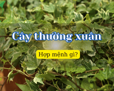 Cây thường xuân hợp mệnh gì? Ý nghĩa và cách chăm sóc cây