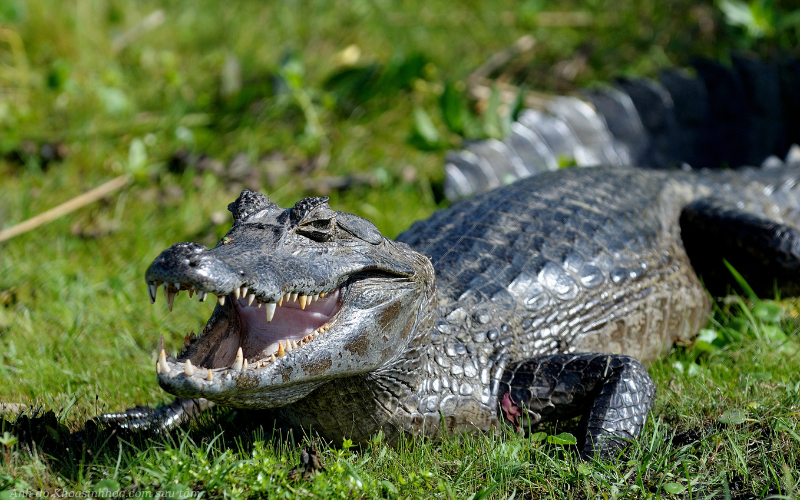 Chi cá sấu caiman và phân loại