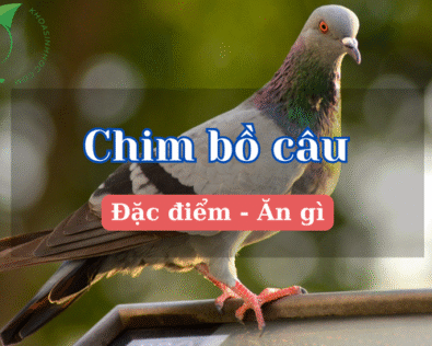 Chim bồ câu ăn gì? Bí quyết nuôi bồ câu khỏe, sinh sản tốt
