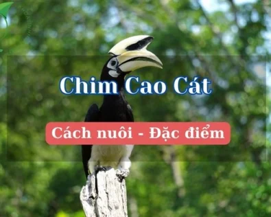 Tìm hiểu Chim cao cát có trong sách đỏ không? Giá bao nhiêu?
