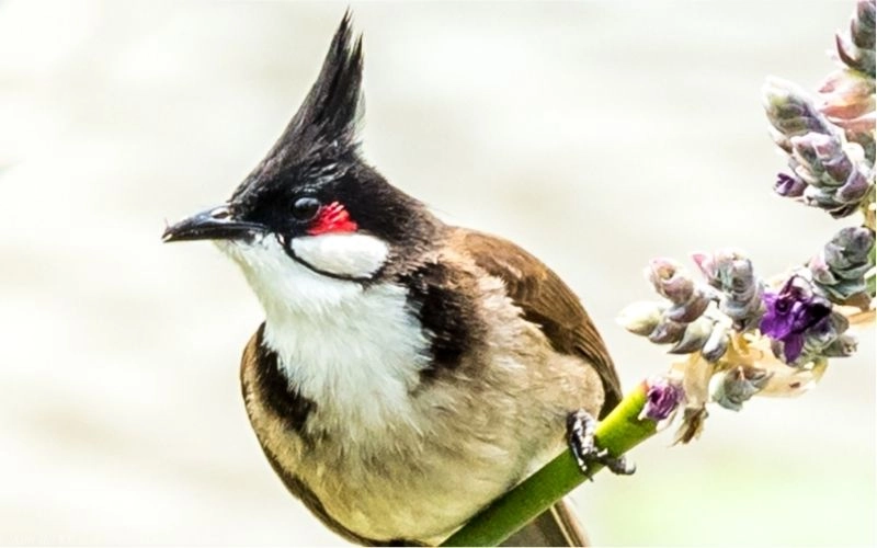 ảnh chào mào cận cảnh