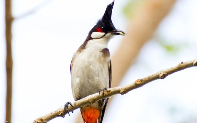 ảnh chim chào mào
