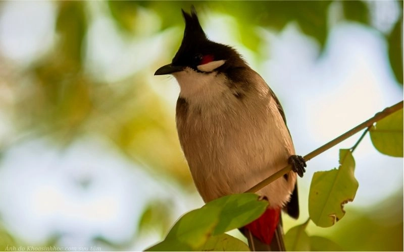 chim chào mào nổi bật