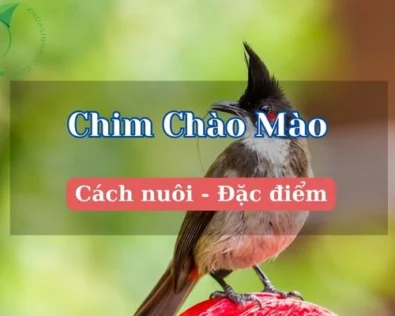 Hé lộ các loại chim Chào Mào được ưa chuộng nhất hiện nay