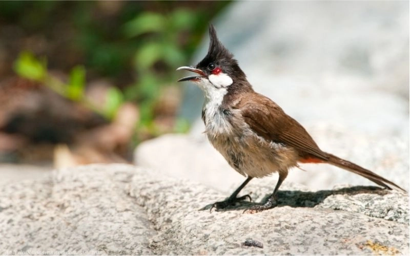 ảnh chào mào đỏ lửa