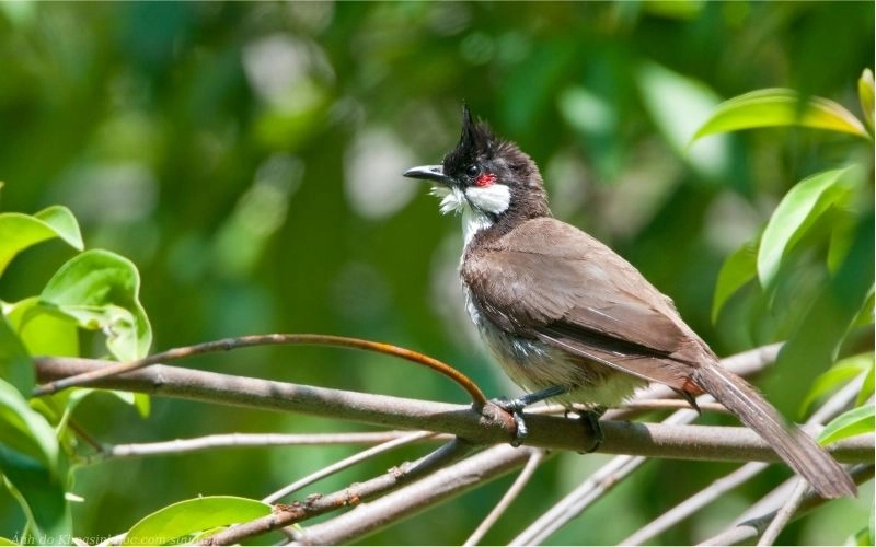 chào mào má trắng
