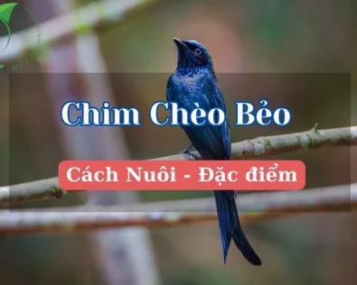 Chim chèo bẻo là chim gì? Đặc điểm, cách nuôi từ chuyên gia