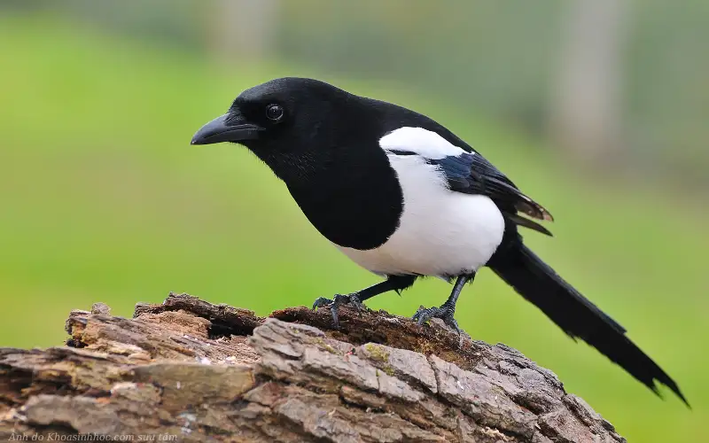 chim chích chòe trên cành cây 