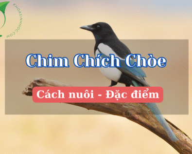 Chim chích chòe – Loài chim hót hay, dễ nuôi ở Việt Nam