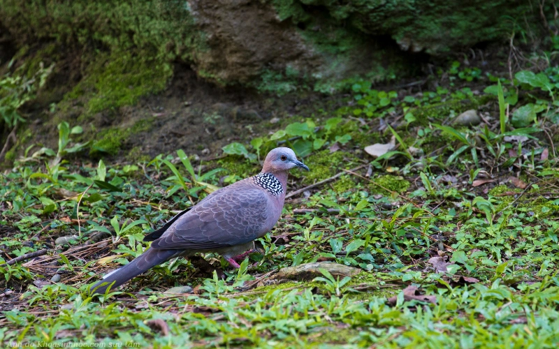chim cu gáy đang kiếm ăn 