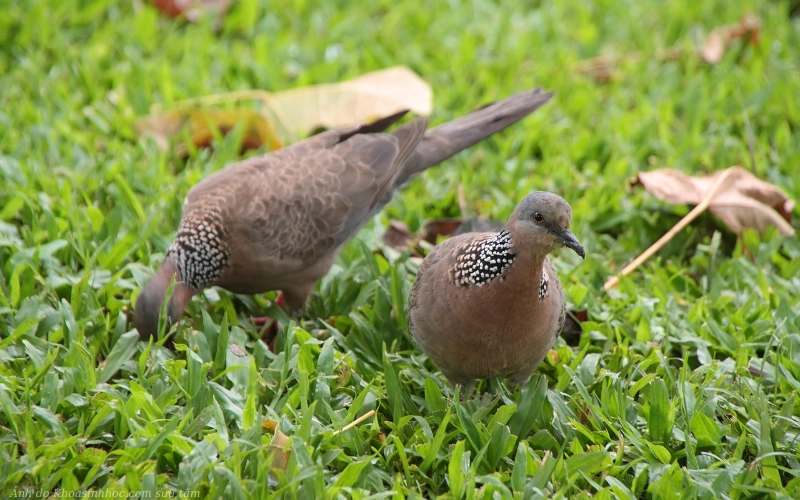 Chế độ dinh dưỡng cho chim cu gáy