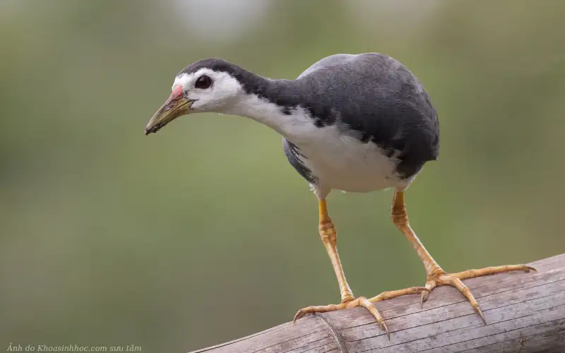 chim cuốc đứng trên bờ ruộng 